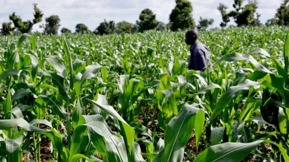 Seven Nigerian Agribusiness Owners to Undergo Intensive Training on Value Chain Expansion in Paris